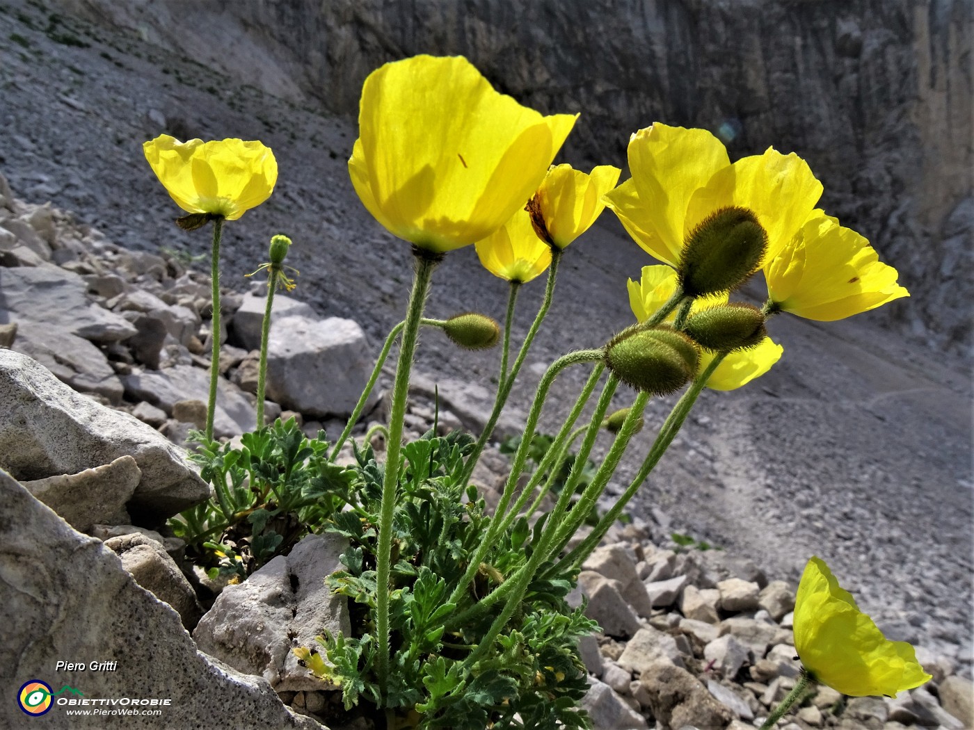 32 Papaver rhaeticum (Papavero dorato) sui macereti del Mandrone.JPG